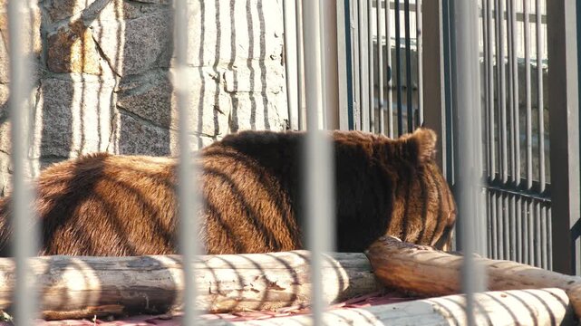 A large brown bear lies on logs behind the metal bars of an enclosure at the zoo. The predatory animal breathes heavily and opens its mouth in the shadow of a stone wall