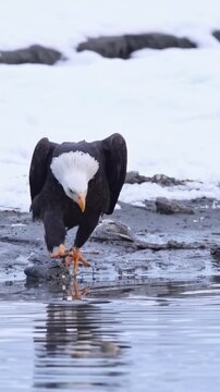 Bald eagle walking on snowy riverbank beach hunting for fish