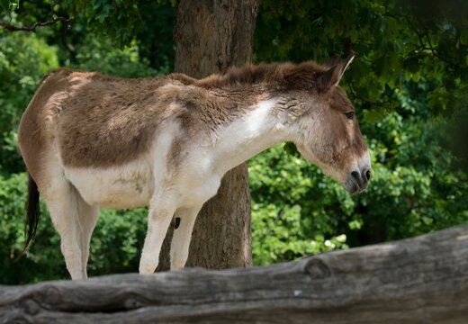 Equus kiang 
