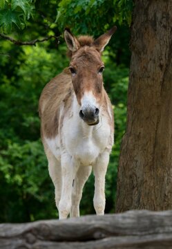 Equus kiang 