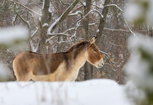 Equus kiang 