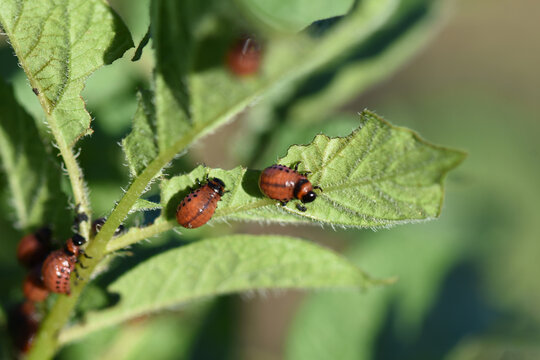 Larvae of the Colorado potato beetle damage potato leaves on plantations. Close-up photo.