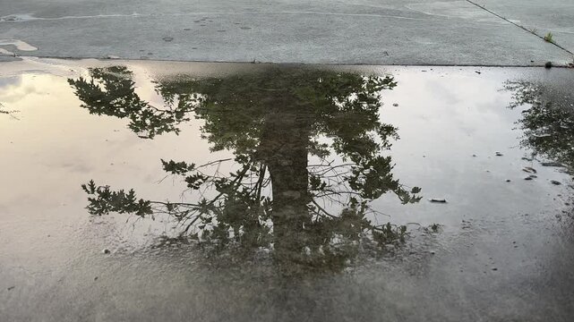 Tree reflection in puddle on pavement, rainy day abstract nature scene