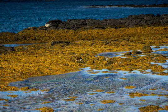 Brown seaweed and tidal pools on volcanic rocky coast in Iceland