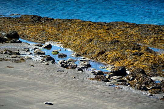 Rocky seashore with seaweed and black sand beach in Iceland