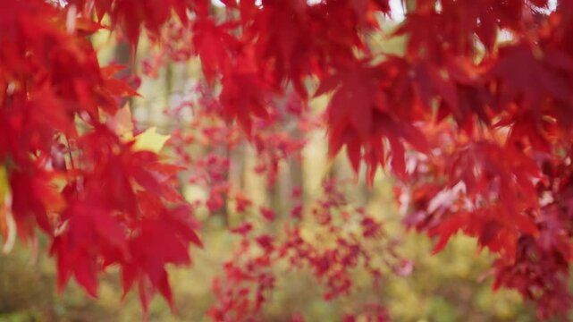 Autumnal mood. Autumn beauty. Maple leaves in sunlight. Autumn fall by golden nature. Fall nature colors. Golden fall movement. Autumn seasonal design. Autumnal mood.