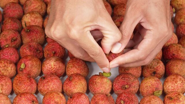 Macro close up of human hands peeling a fresh red lychee fruit shell
