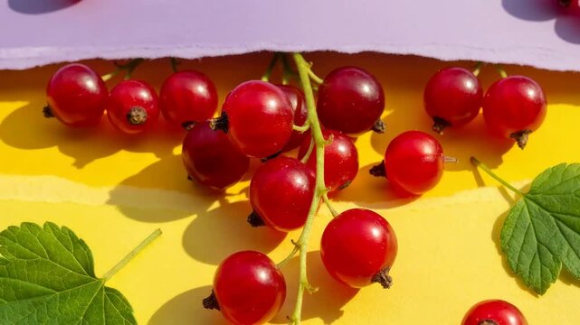 Fresh red currants on torn pastel paper background. bright yellow and lavender backdrop with green leaves and summer fruit still life.