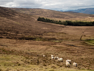 Fototapeta premium Fine wool sheep flock in a brown grass agriculture farm land with heel and cloudy sky. Farming in Ireland.