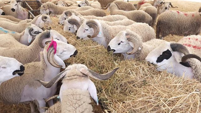 A large flock of traditional Moroccan Sardi sheep and rams with distinctive black eye patches standing in a pen and eating hay from a feeder at a local market or farm, prepared for Eid al-Adha.
