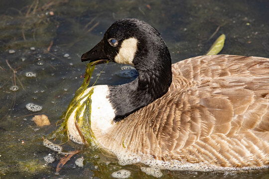 Canada Goose hungrily eats strands of green algae while floating in an urban pool in Cleveland, Ohio. 