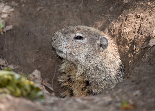 Closeup on the head of a woodchuck (Marmota monax) warily poking its head out of its burrow in the earth. Flies are swarming about its head. 
