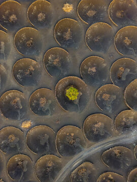 Aerial view of the volcanic vineyards of La Geria with circular stone walls protecting vines in Lanzarote, Canarias, Spain.