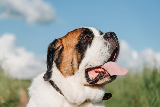 cute large black red white St Bernard dog walking in field outdoors in countryside, green grass, sunny summer day, closeup view of face, huge dog, dogwalking concept