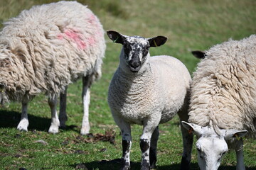 Fototapeta premium Sheep Grazing On Green Pasture In Rural Countryside
