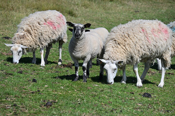 Sheep Grazing On Green Pasture In Rural Countryside © Delia_Suvari