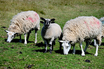 Fototapeta premium Sheep Grazing On Green Pasture In Rural Countryside