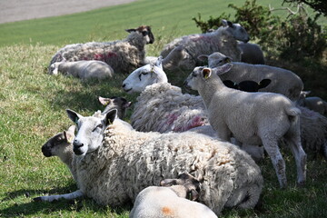 Sheep Grazing On Green Pasture In Rural Countryside © Delia_Suvari
