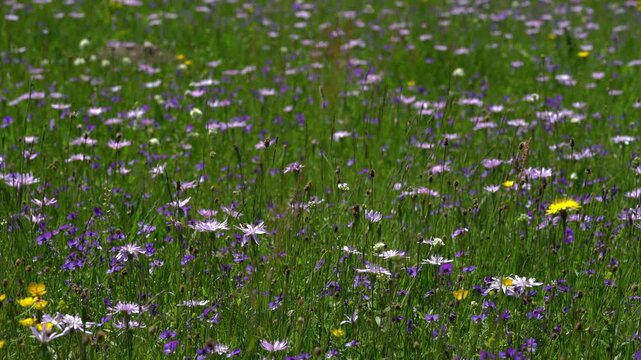 Purple Viper's-grass in natural ambient (Scorzonera purpurea) - (4K)