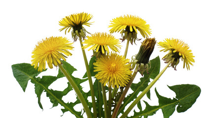Isolated vibrant yellow dandelions with fresh green leaves and stems, beautiful spring blossoms © Ana