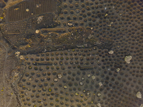 Aerial view of the unique volcanic vineyards of La Geria with circular stone walls protecting vines in Lanzarote, Canarias, Spain.