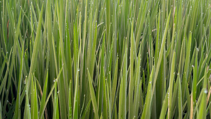 Fototapeta premium Morning Dew Drops on Fresh Green Rice Paddy Leaves