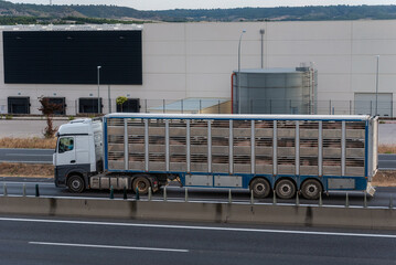 Naklejka premium Pig transport truck traveling on highway carrying live animals