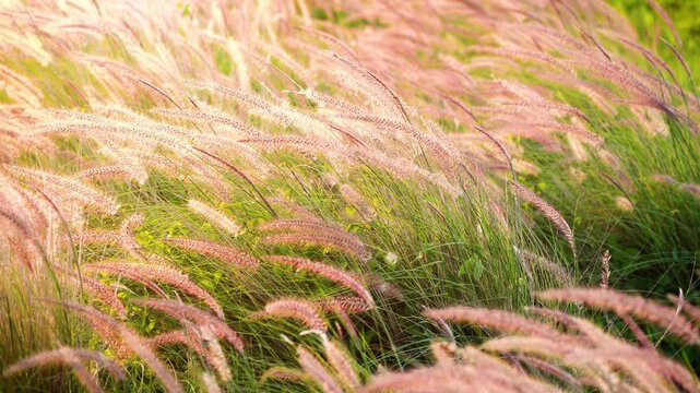 Background of grass blowing in the breeze. Shot on the Big Island of Hawaii.