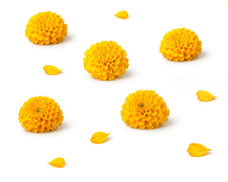 yellowe colour marie gold flowers isolated on white background