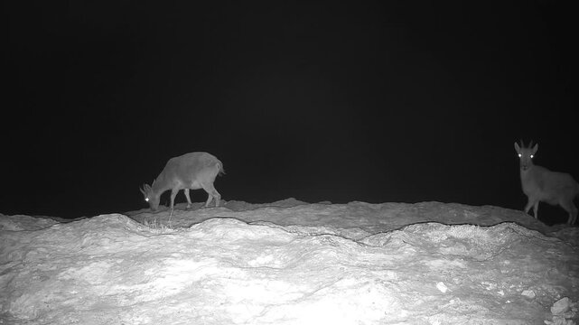 Pyrenean ibex (Capra pyrenaica) Recorded in Spain