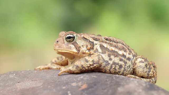 Close-up shot of an  American Toad. Shot in Minnesota.