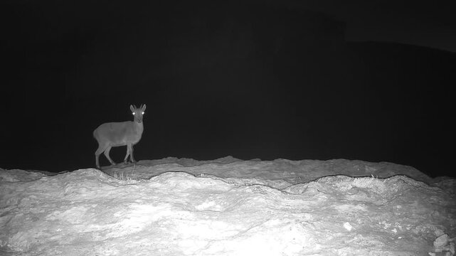 Iberian ibex (Capra pyrenaica) recorded in Spain
