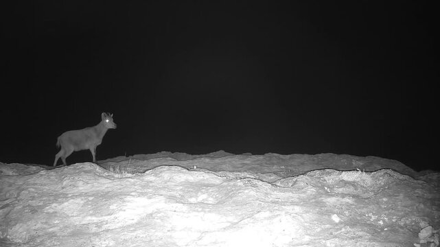 Iberian ibex (Capra pyrenaica) recorded in Spain