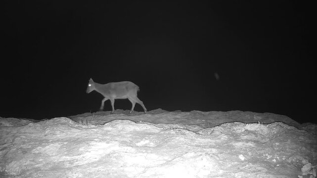 Iberian ibex (Capra pyrenaica) recorded in Spain