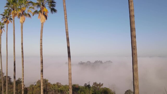Aerial shot of morning fog behind a row of palm trees. Los Angeles California.