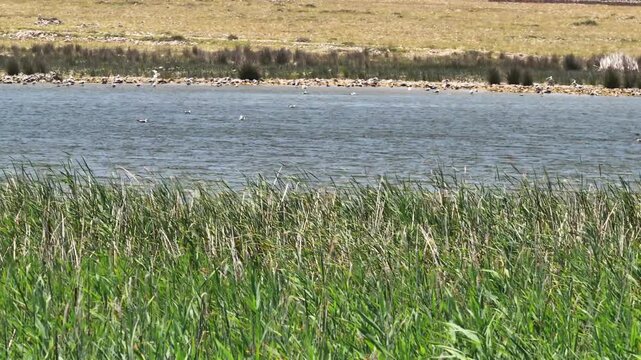 Aerial footage of Lake Sas nature reserve with wetlands, bird habitat and protected ecosystem on Pag Island Croatia