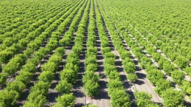 Aerial shot of rows of pomegranate trees on a farm in California&rsquo;s Central Valley