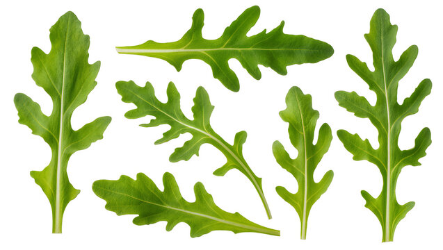 Isolated fresh green arugula leaves collection, vibrant organic salad ingredient for healthy food