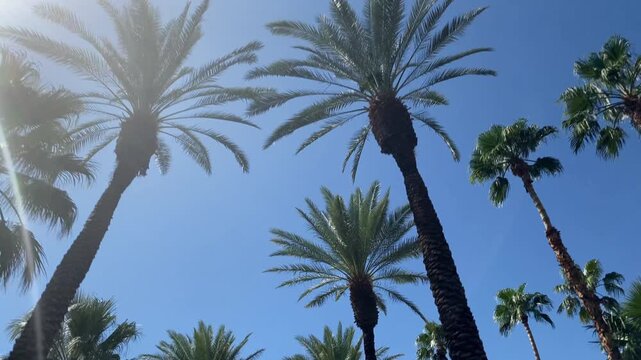 Camera looks up as it moves past rows a palm trees