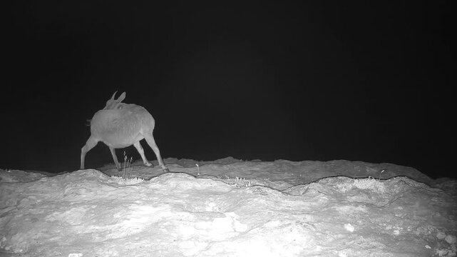 Iberian ibex (Capra pyrenaica) recorded in Spain