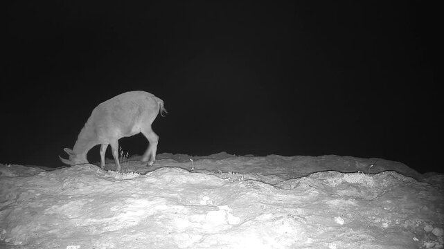 Iberian ibex (Capra pyrenaica) recorded in Spain