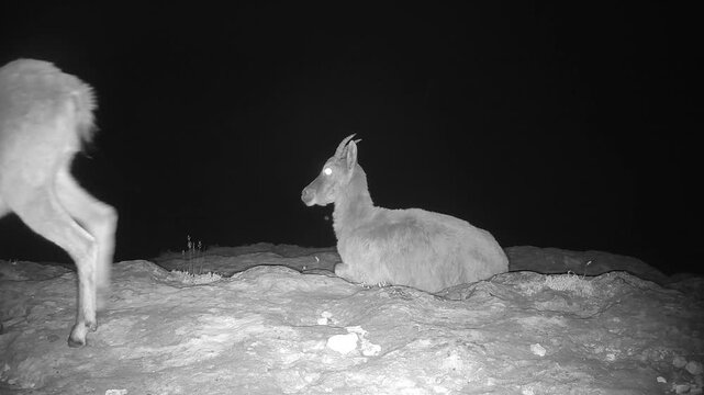 Iberian ibex (Capra pyrenaica) recorded in Spain