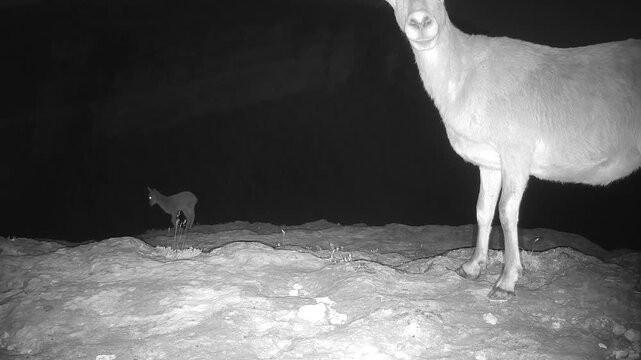 Iberian ibex (Capra pyrenaica) recorded in Spain