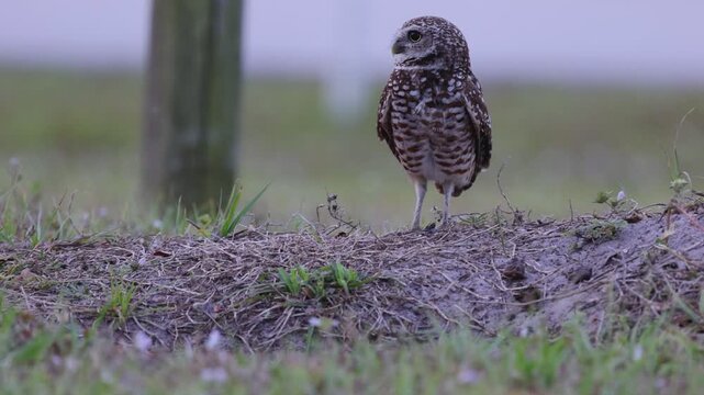burrowing owl behavior