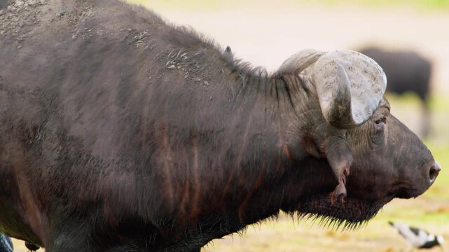 Close up of a cape african buffalo (Syncerus caffer) with water dripping from its mouth near Chobe river, South Africa 