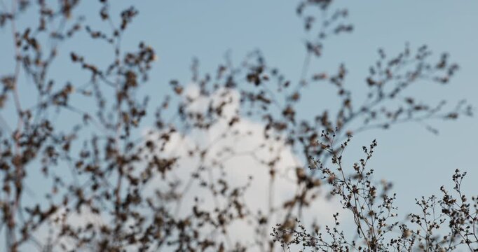 Cinematic Static Shot of Rack Focus Pull from Close Wild Branches Foreground to Distant White Cloud, Soft Afternoon Light Low Contrast Minimalist Nature Background