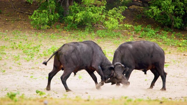 Two cape buffaloes (Syncerus caffer) clashing their horns, fighting in Chobe National Park, Botswana, South Africa 