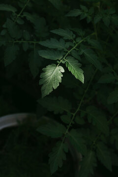 green leaves in the shade