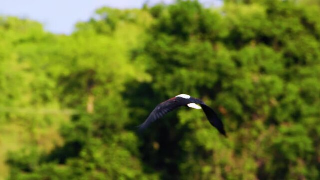 African Fish-Eagle, haliaeetus vocifer, Adult in flight, Flapping Wings, Chobe National Park, Botswana, South Africa 