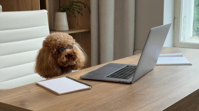 Curly brown poodle interrupting work on home office desk